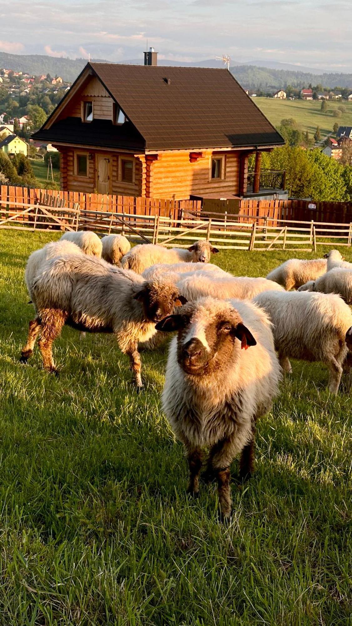 Holiday home Zloty Gron Log &